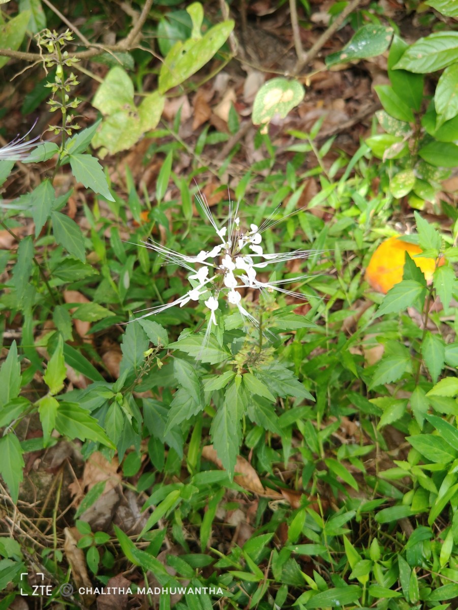 Orthosiphon aristatus (Blume) Miq.