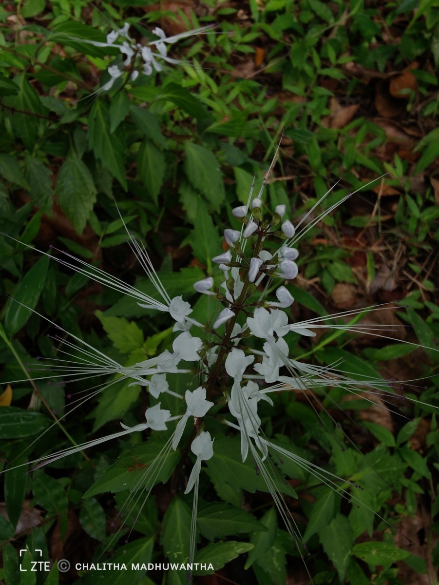 Orthosiphon aristatus (Blume) Miq.