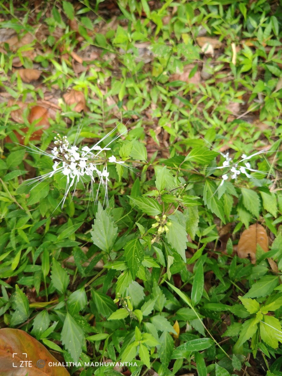 Orthosiphon aristatus (Blume) Miq.