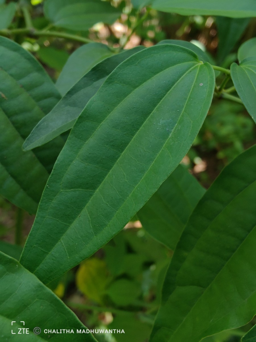 Piper cubeba L.f.