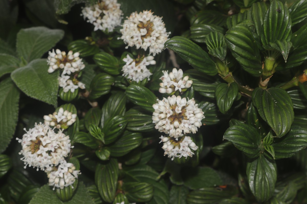 Hedyotis lessertiana Arn.