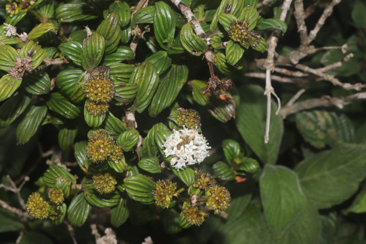 Hedyotis lessertiana Arn.