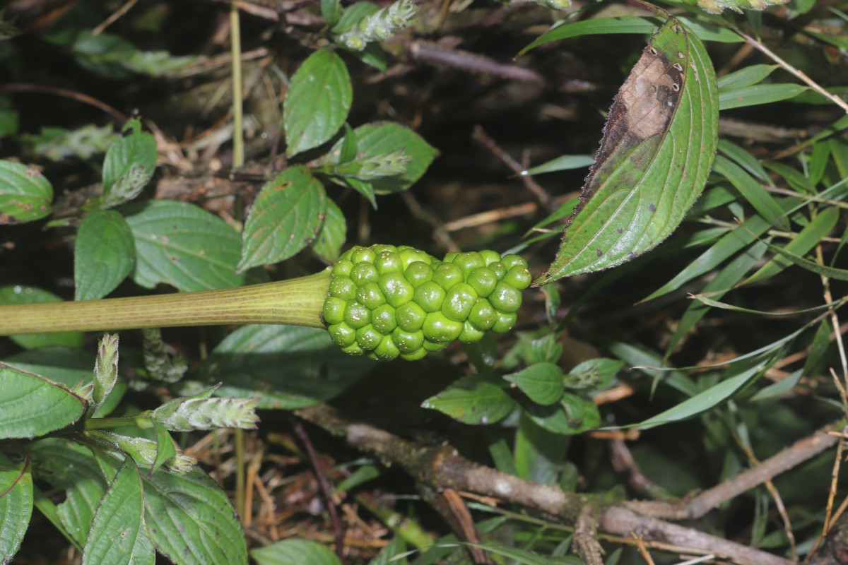 Arisaema leschenaultii Blume