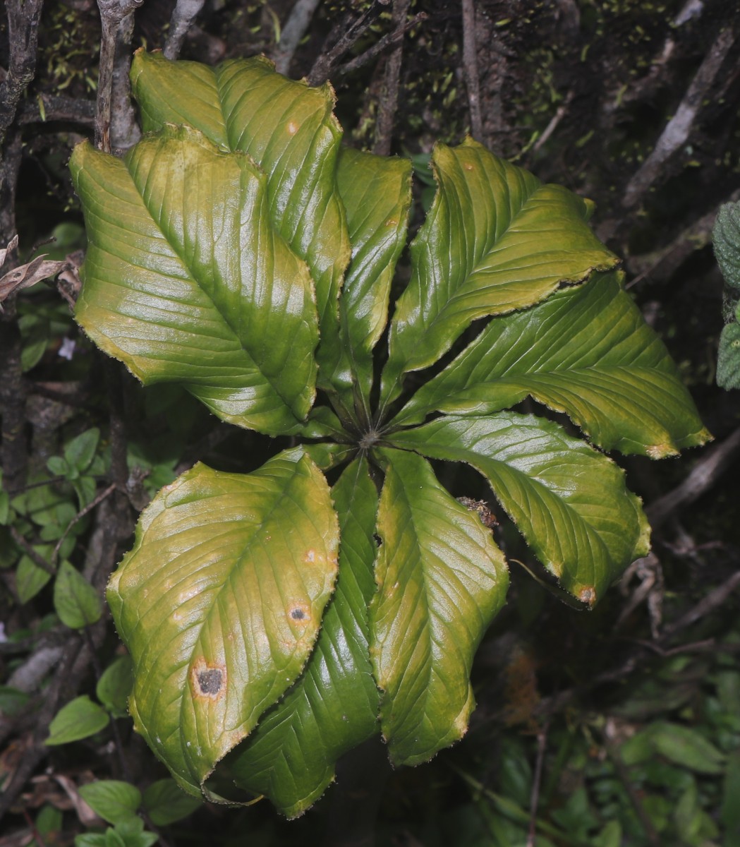 Arisaema leschenaultii Blume