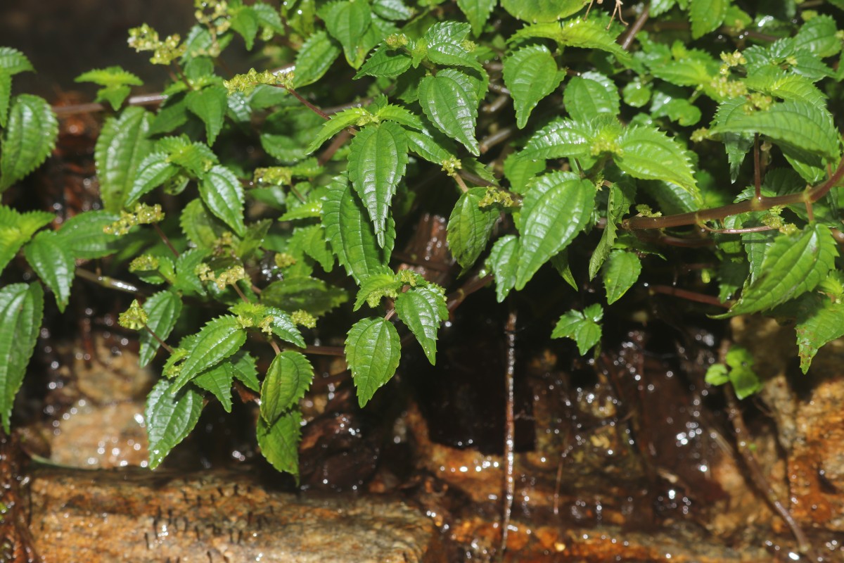 Pilea wightii Wedd.