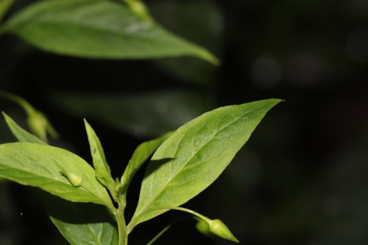 Lysimachia laxa Baudo