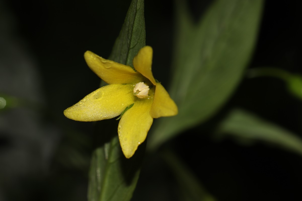 Lysimachia laxa Baudo