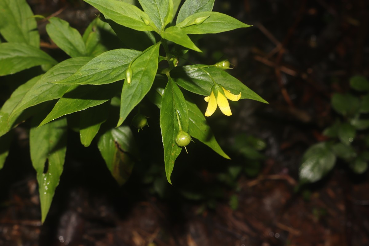 Lysimachia laxa Baudo
