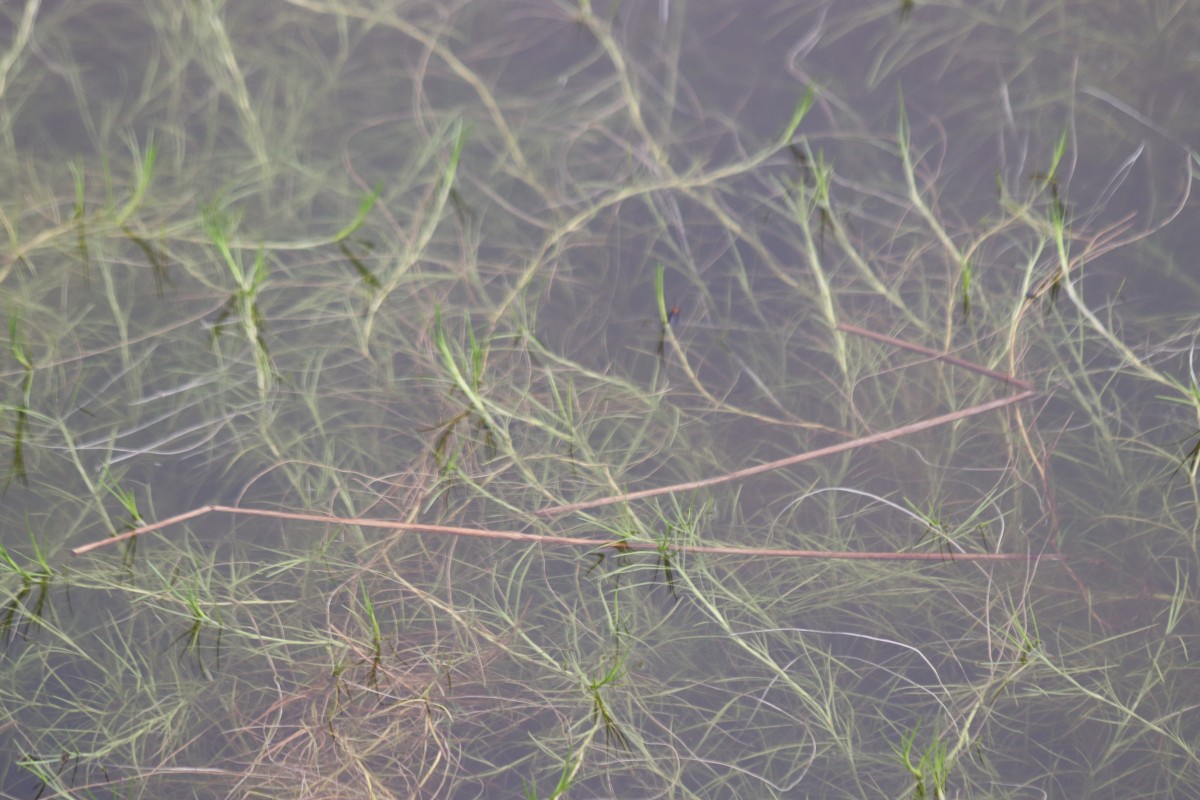 Isolepis fluitans var. fluitans (L.) R.Br.