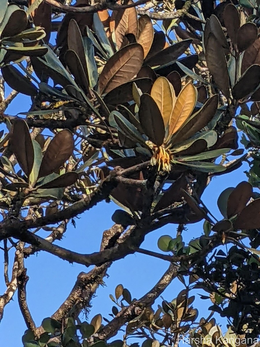 Palaquium rubiginosum (Thwaites) Engl.