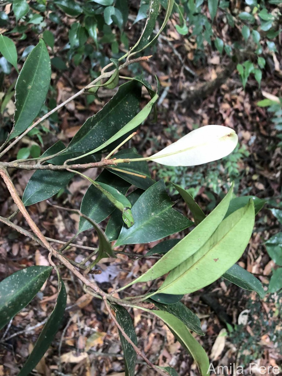Palaquium thwaitesii Trimen