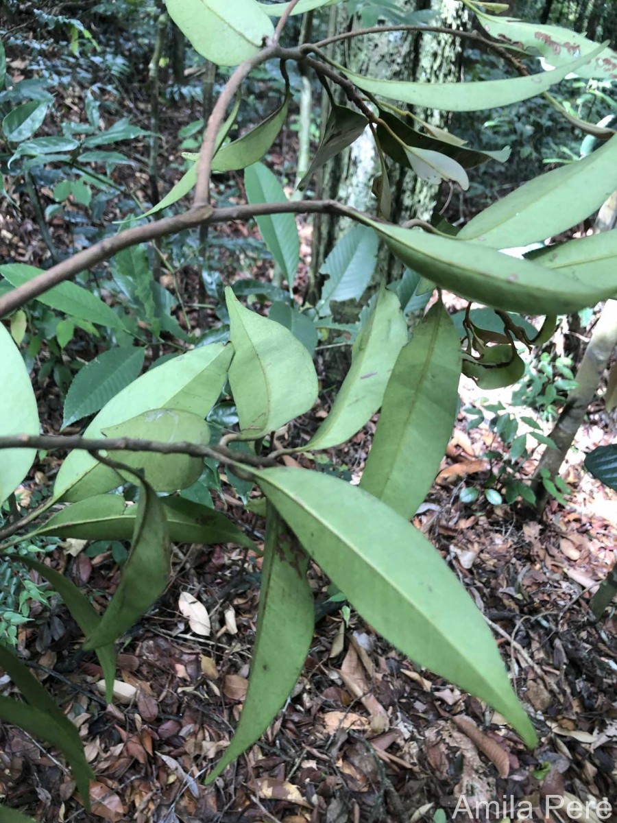 Palaquium thwaitesii Trimen
