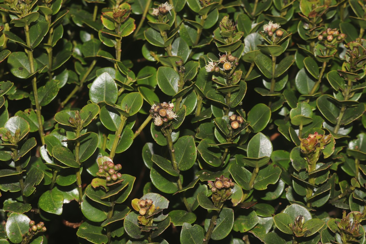 Syzygium sclerophyllum Thwaites