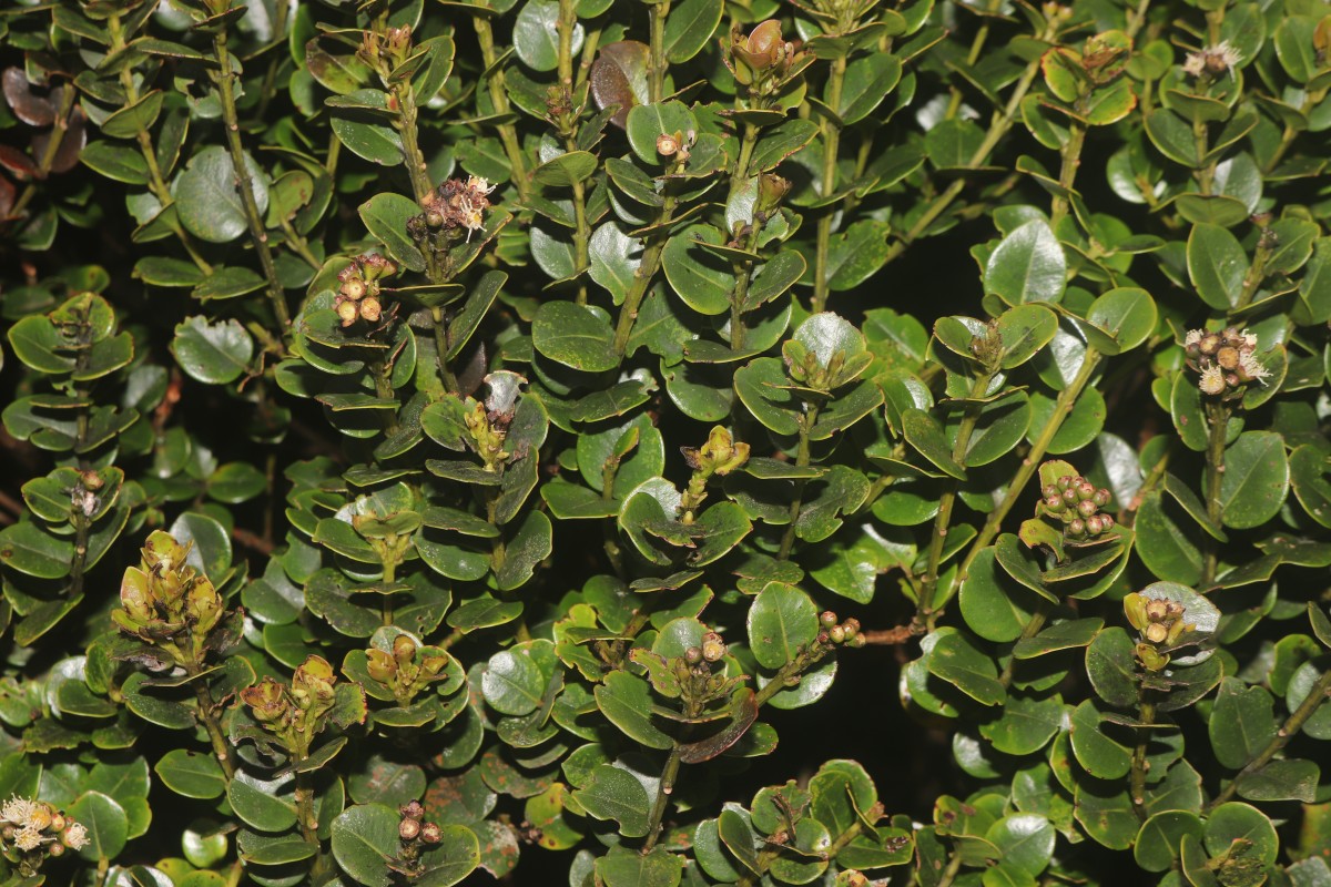 Syzygium sclerophyllum Thwaites