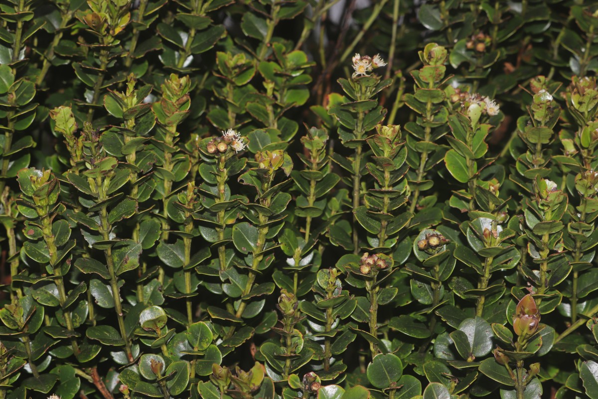 Syzygium sclerophyllum Thwaites