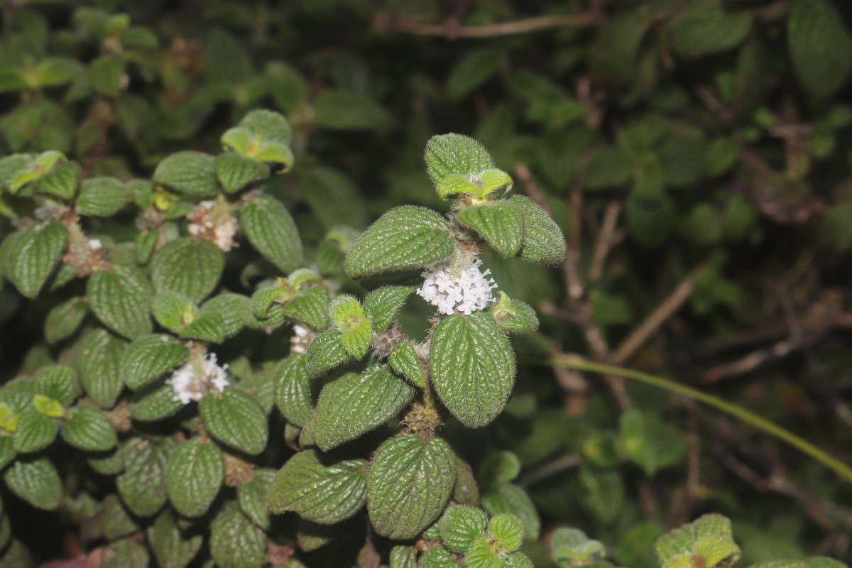 Hedyotis ceylanica N.Wikstr. & Neupane