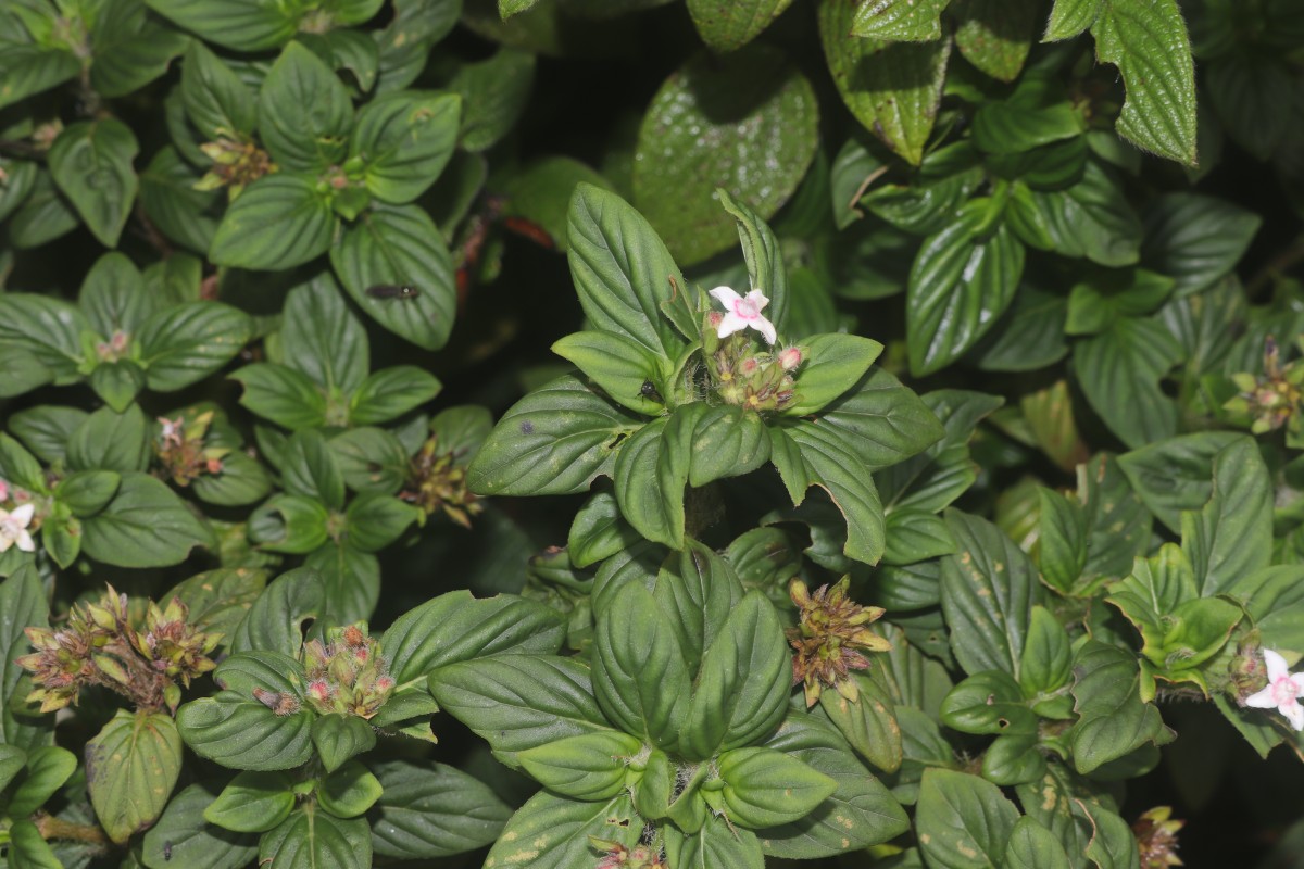 Knoxia platycarpa var. hirsuta (Arn.) Thwaites