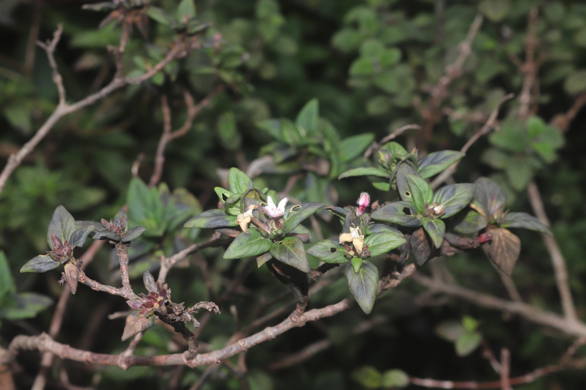 Knoxia platycarpa var. hirsuta (Arn.) Thwaites