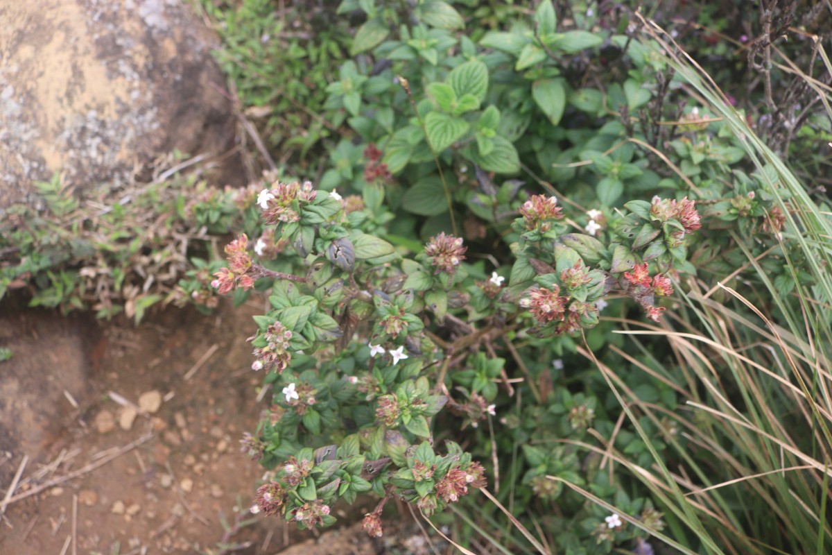 Knoxia platycarpa var. hirsuta (Arn.) Thwaites