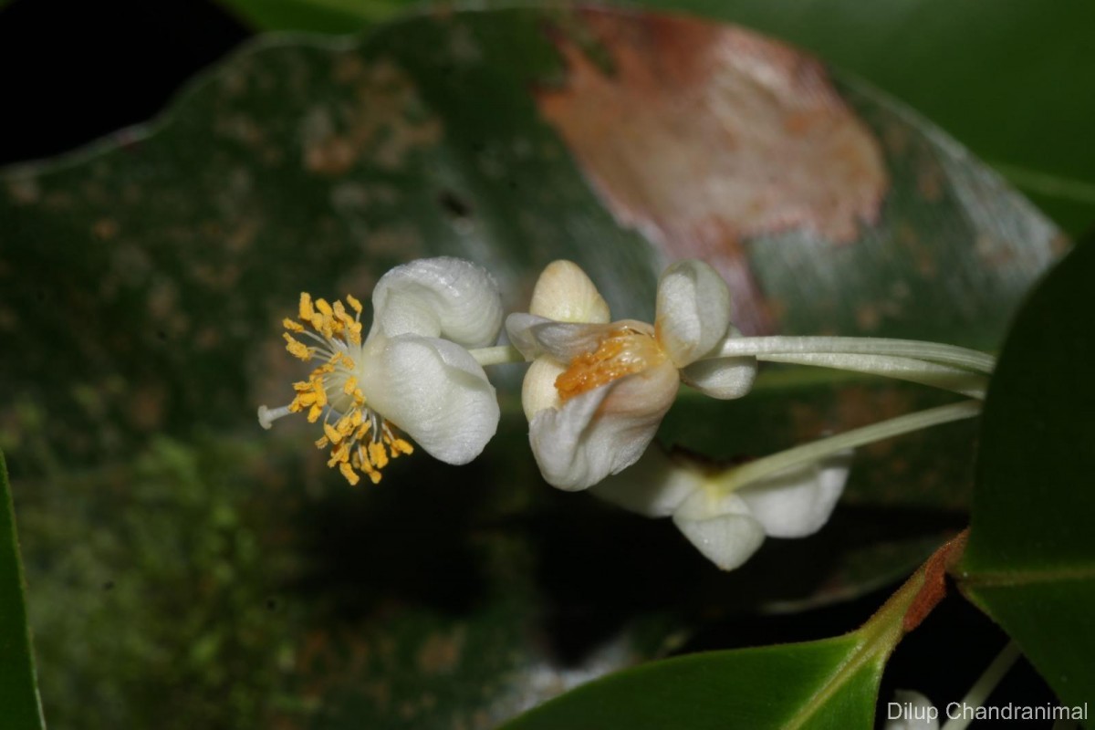 Calophyllum acidus Kosterm.