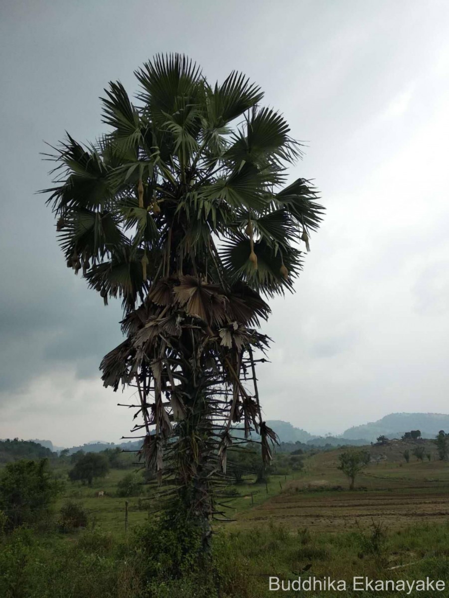 Borassus flabellifer L.