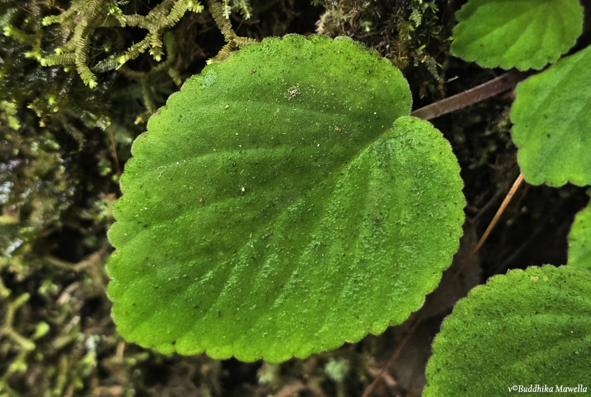 Henckelia zeylanica (R.Br.) A.Weber & B.L.Burtt