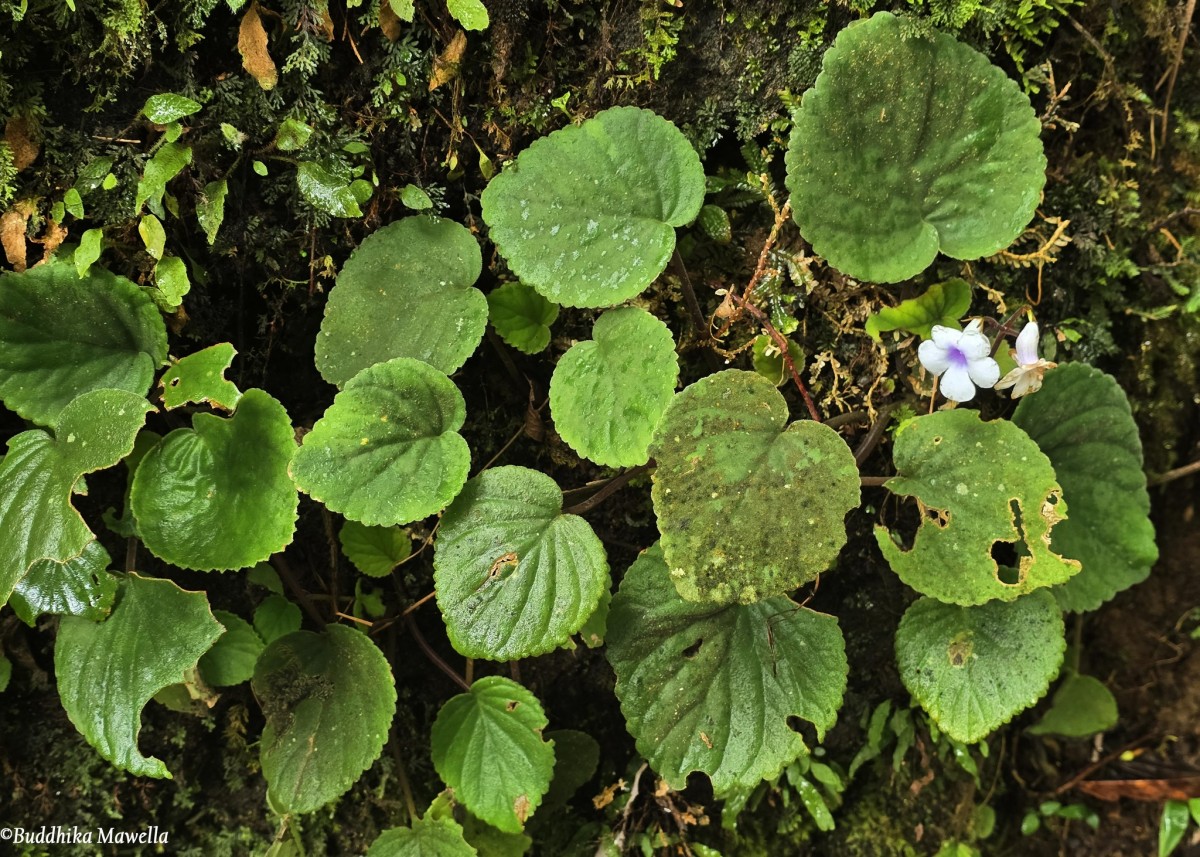 Henckelia zeylanica (R.Br.) A.Weber & B.L.Burtt