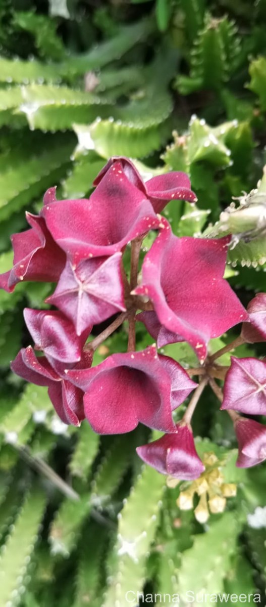 Boucerosia umbellata (Haw.) Wight & Arn.