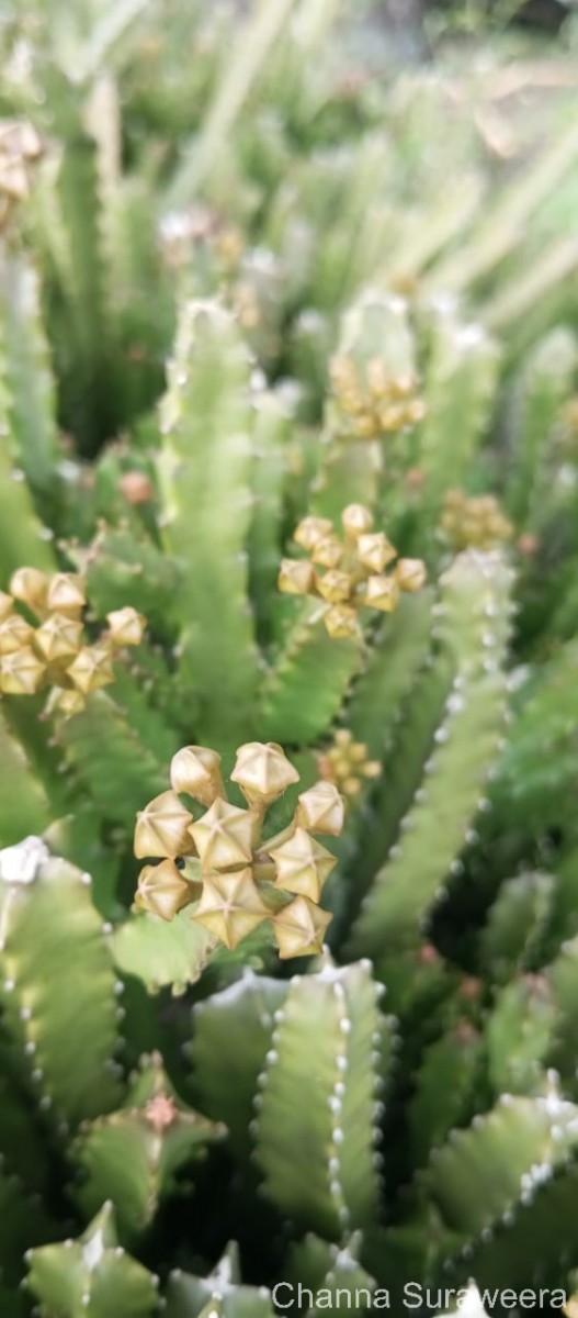 Boucerosia umbellata (Haw.) Wight & Arn.