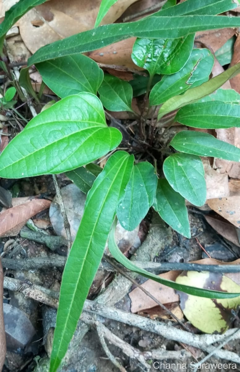 Trichopus zeylanicus Gaertn.