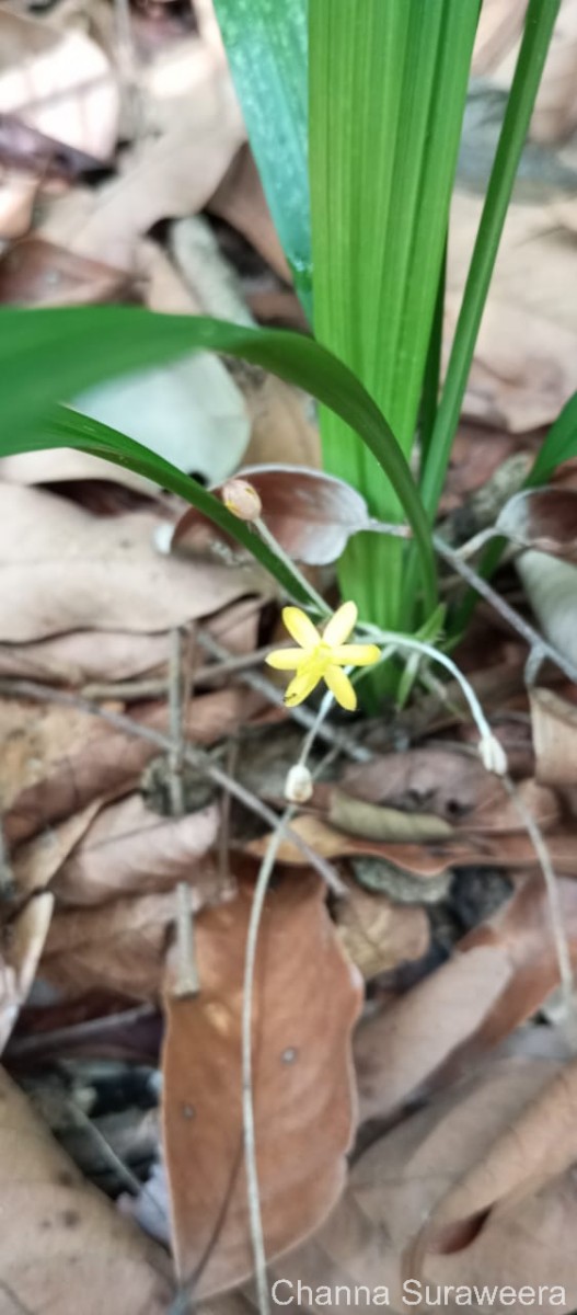 Curculigo orchioides Gaertn.
