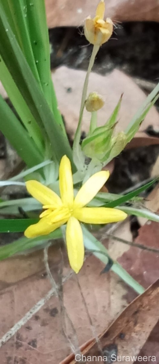 Curculigo orchioides Gaertn.