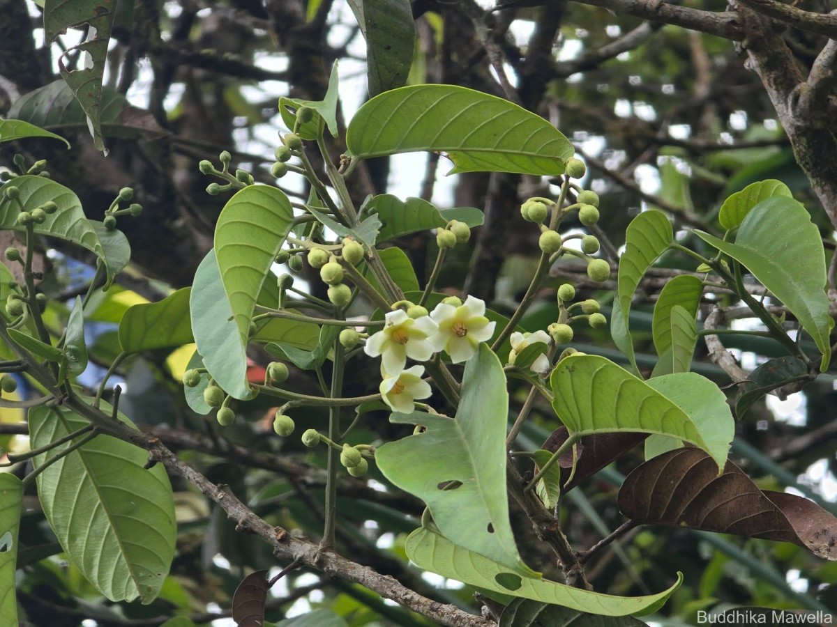 Stemonoporus gardneri Thwaites