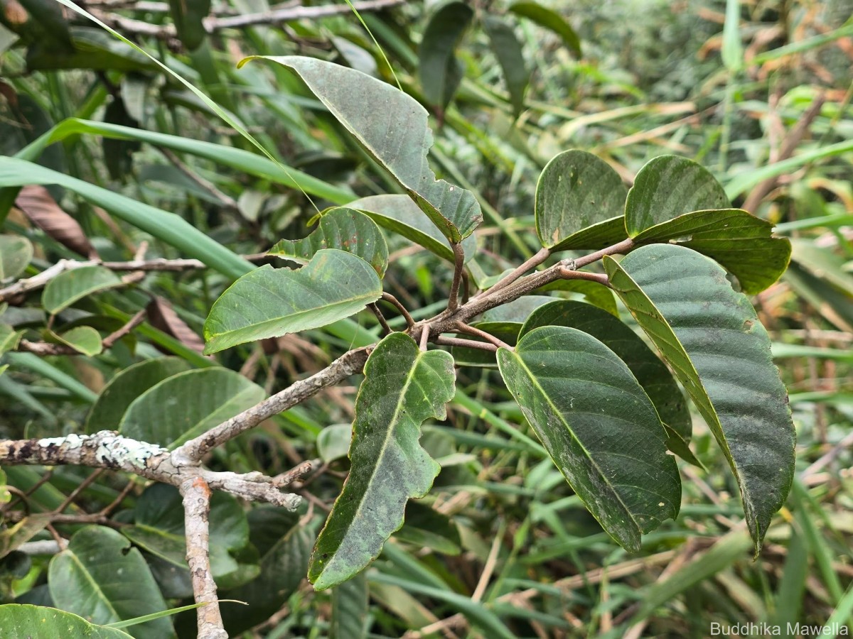 Stemonoporus gardneri Thwaites