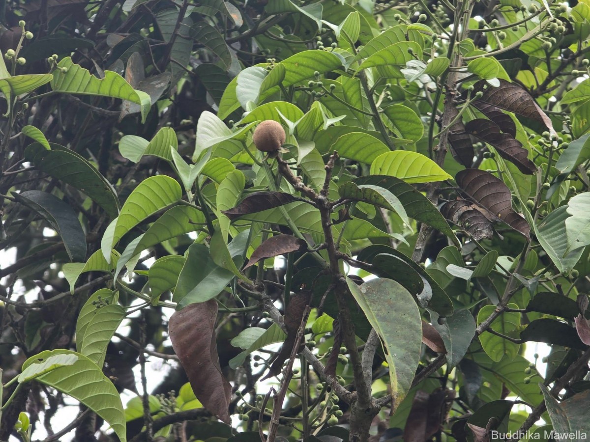 Stemonoporus gardneri Thwaites