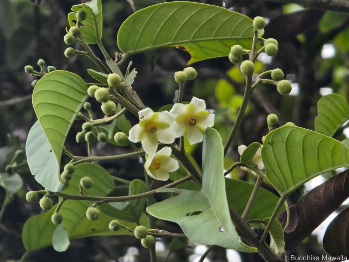 Stemonoporus gardneri Thwaites