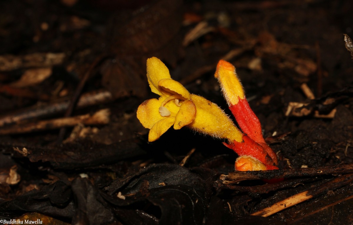 Christisonia bicolor Gardner