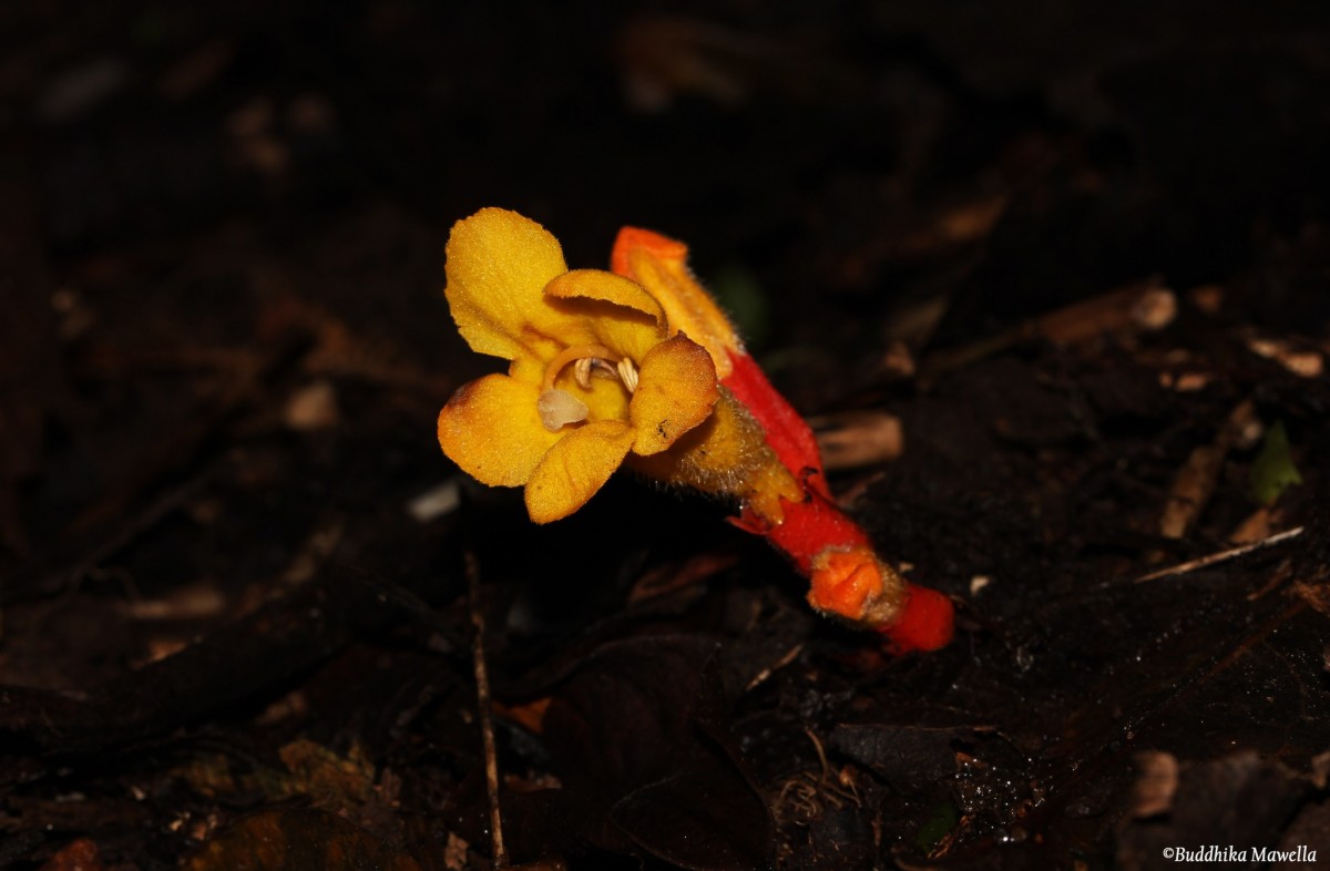 Christisonia bicolor Gardner