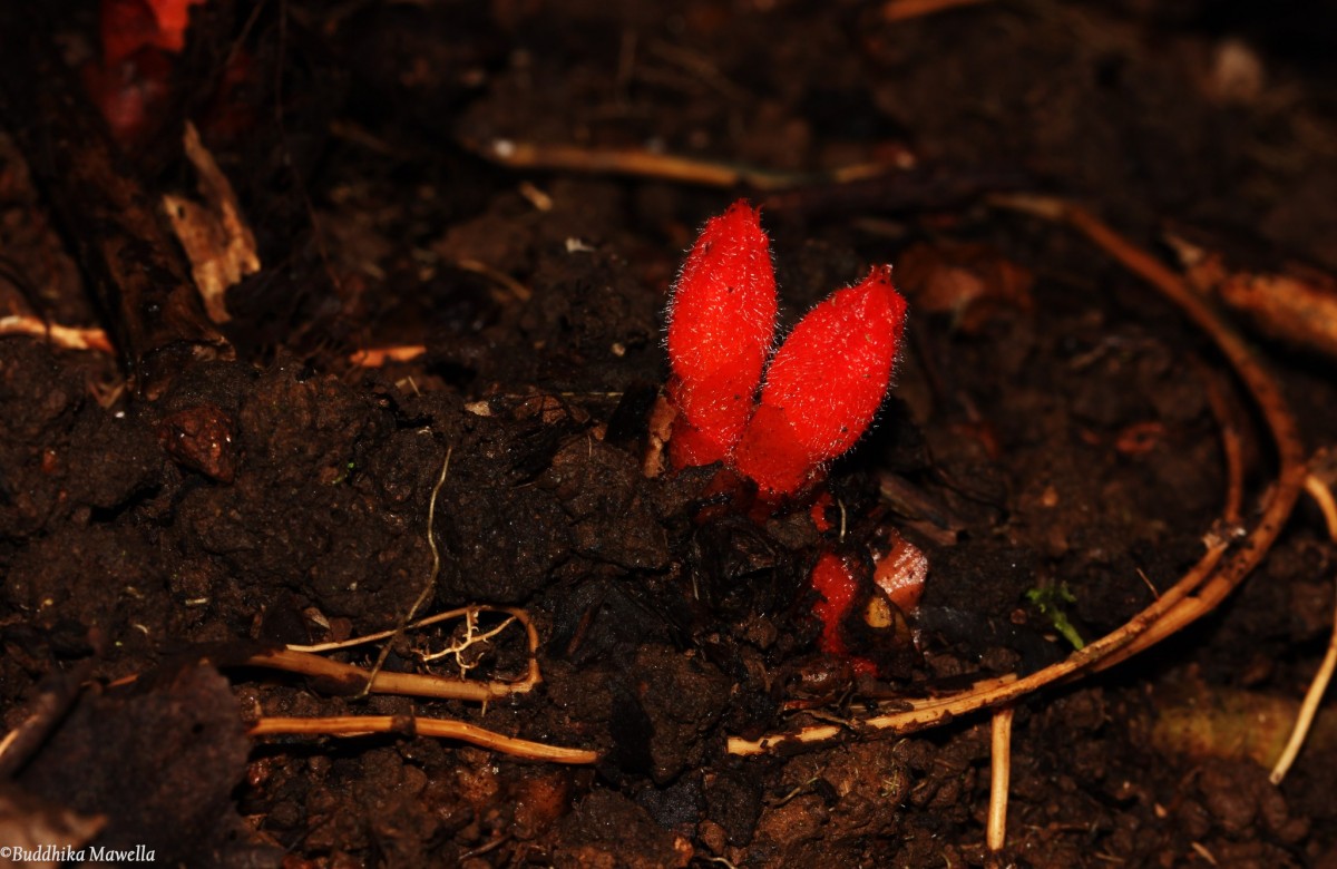 Christisonia bicolor Gardner