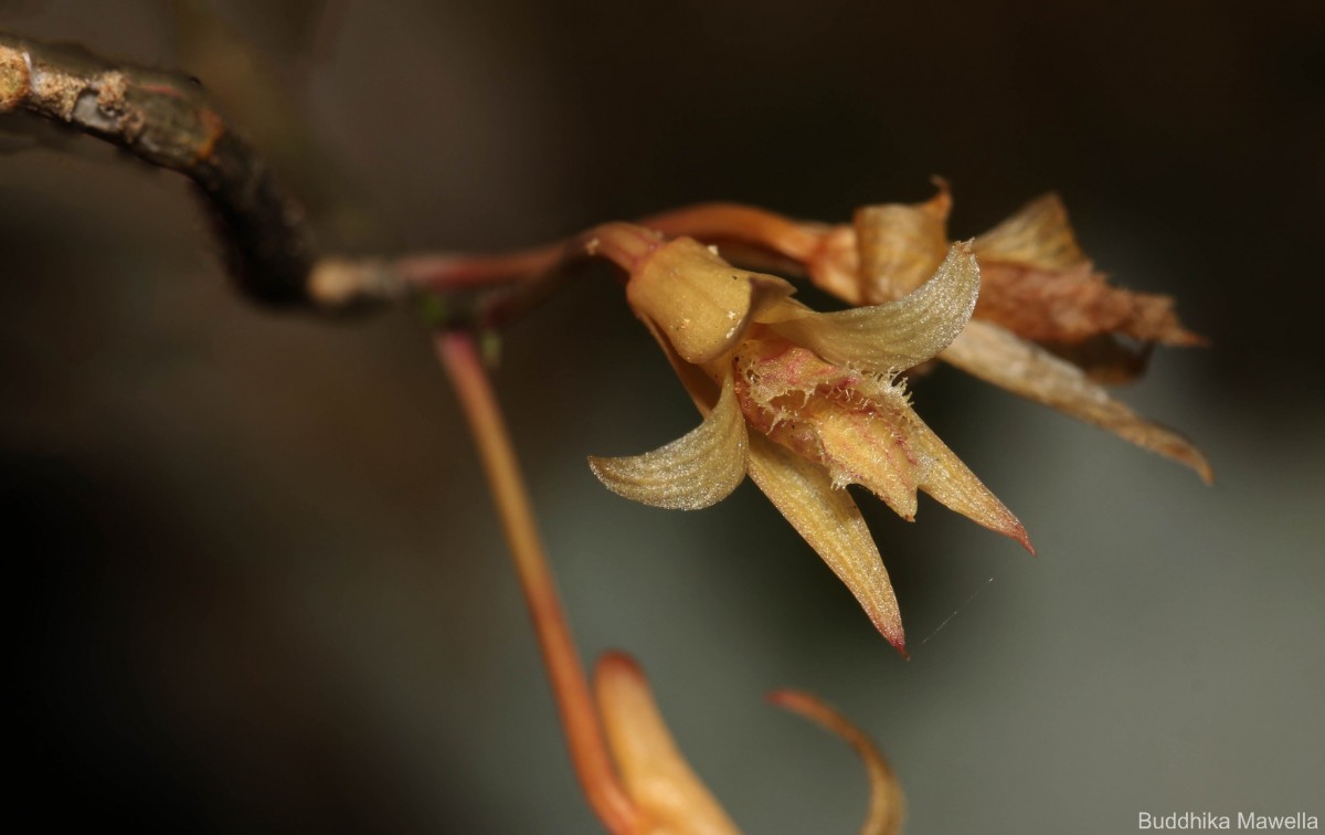 Dendrobium macrostachyum Lindl.
