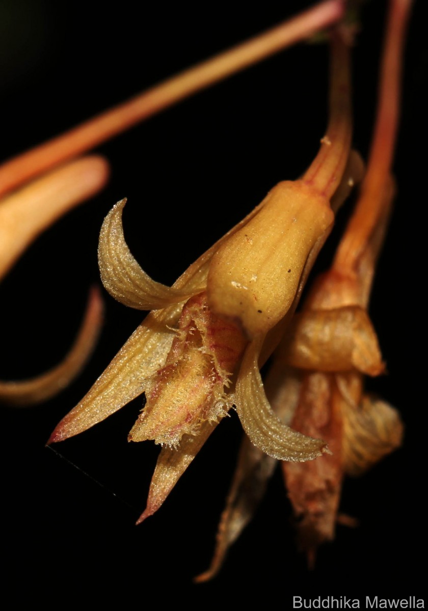 Dendrobium macrostachyum Lindl.
