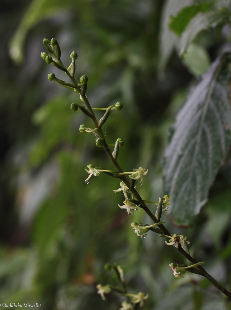 Habenaria dolichostachya Thwaites
