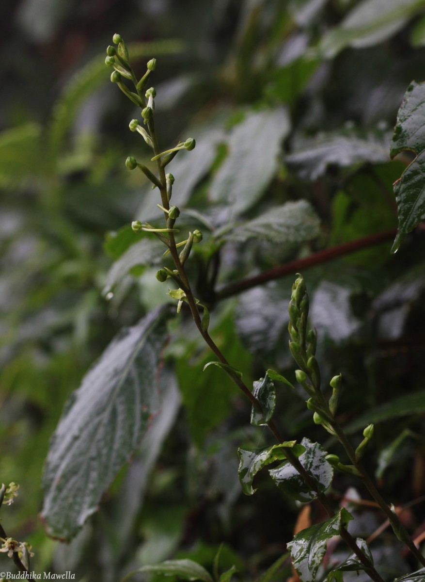 Habenaria dolichostachya Thwaites