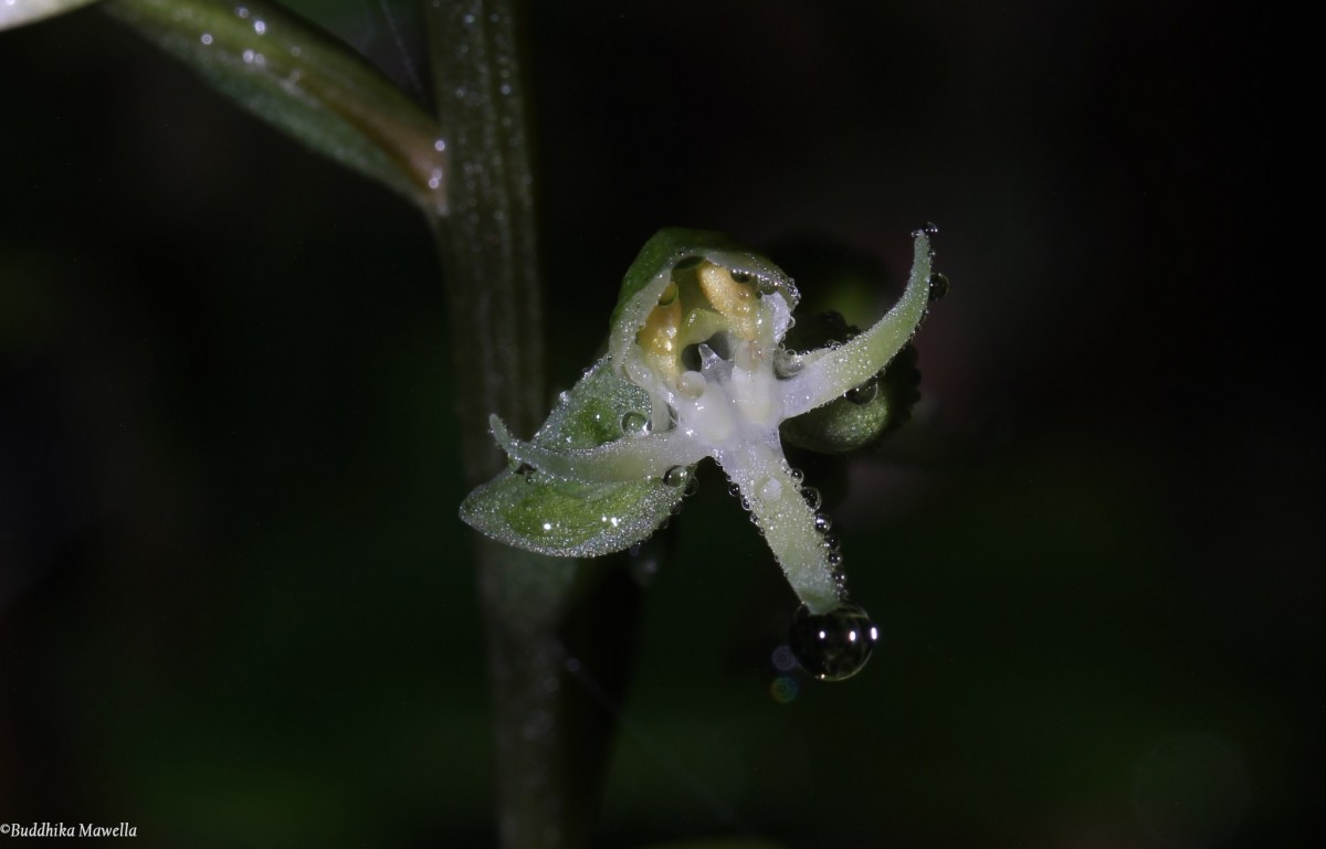 Habenaria dolichostachya Thwaites