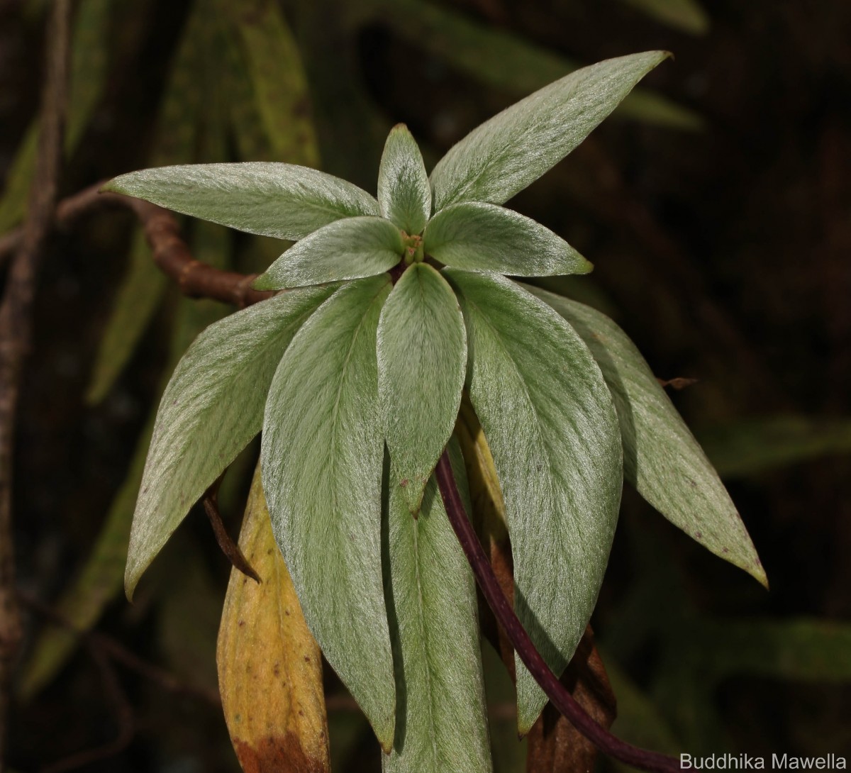 Henckelia moonii (Gardner) D.J.Middleton & Mich.Möller