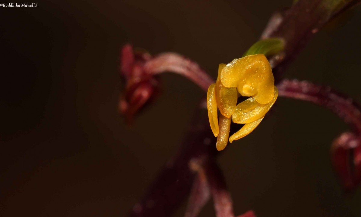 Malaxis discolor (Lindl.) Kuntze