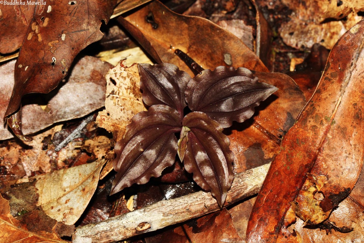 Malaxis discolor (Lindl.) Kuntze