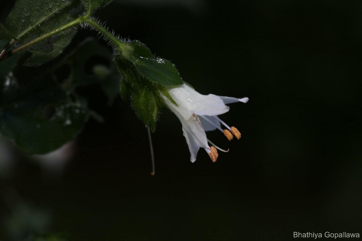 Strobilanthes arnottiana Nees