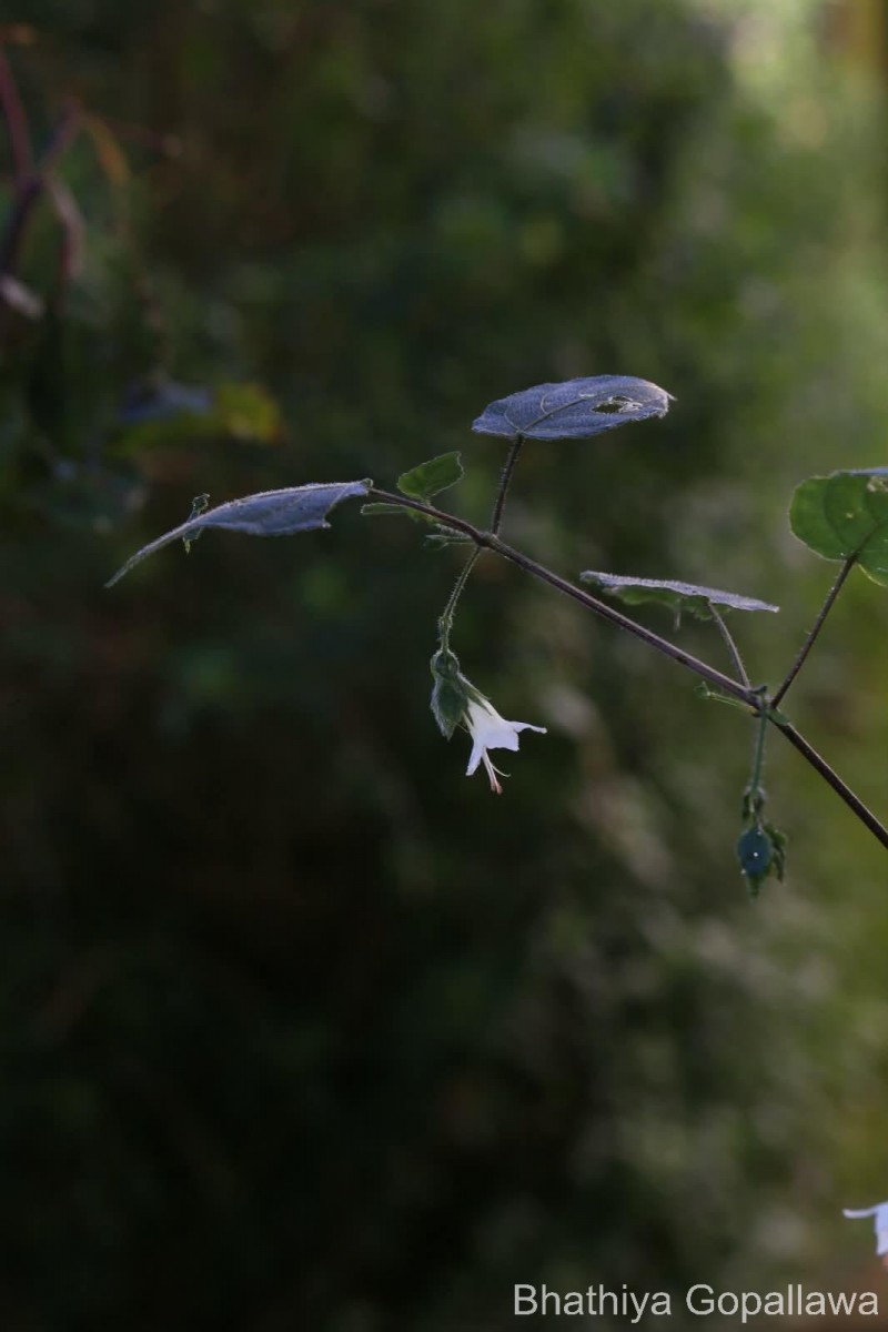 Strobilanthes arnottiana Nees