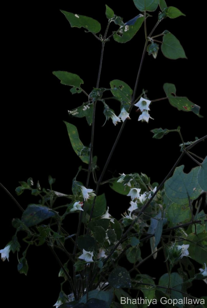 Strobilanthes arnottiana Nees